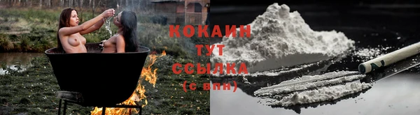 шишки Абаза